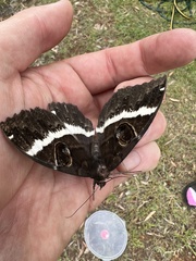 Erebus terminitincta