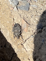 Brochymena