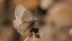Aricia bassoni