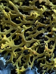 Xanthomendoza weberi