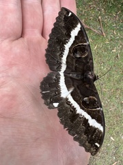 Erebus terminitincta