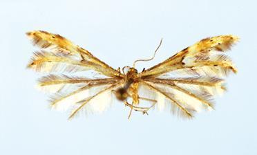 Pselnophorus