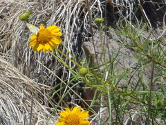 Sidneya tenuifolia
