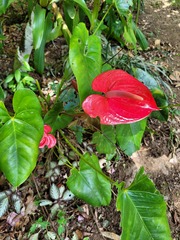 Anthurium andraeanum
