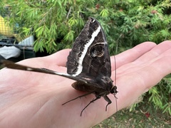 Erebus terminitincta