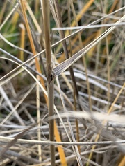 Ammophila