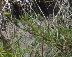 Sidneya tenuifolia