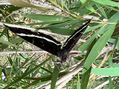 Erebus terminitincta