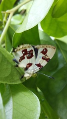 Anteros formosus