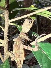 Enyalius catenatus