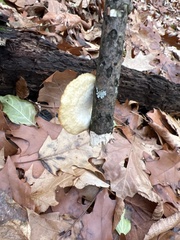 Neofavolus americanus