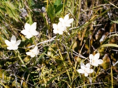 Parnassia