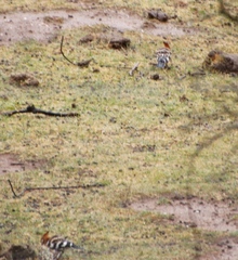 Upupa epops africana