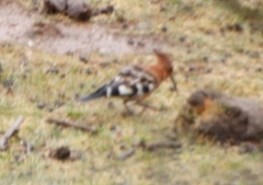 Upupa epops africana