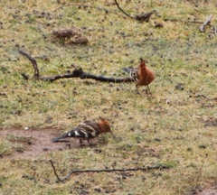 Upupa epops africana