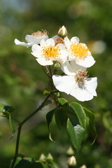Rosa sempervirens