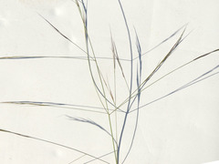 Aristida divaricata