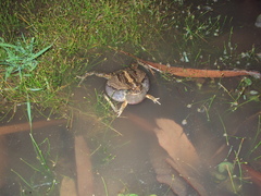 Physalaemus biligonigerus