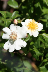 Rosa sempervirens
