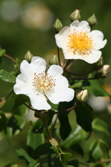 Rosa sempervirens