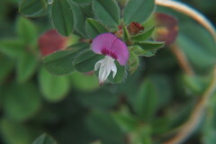 Kummerowia stipulacea