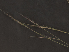 Aristida divaricata
