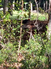 Campephilus magellanicus