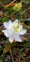 Passiflora bahamensis