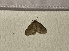 Operophtera