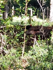 Campephilus magellanicus