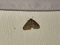 Operophtera