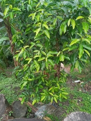 Coffea arabica