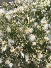 Baccharis