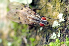 Anthomyia punctipennis