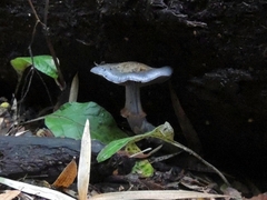 Stephanopus stropharioides