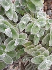 Tradescantia sillamontana