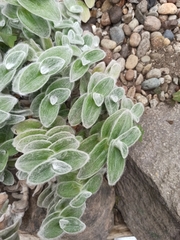 Tradescantia sillamontana