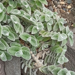 Tradescantia sillamontana