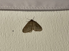 Operophtera