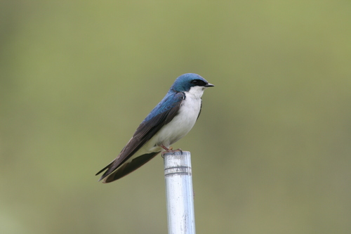 Tree Swallow (Tachycineta bicolor), photo 9