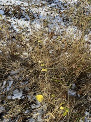 Deschampsia cespitosa