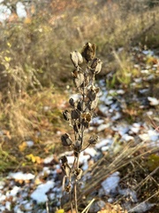 Camassia