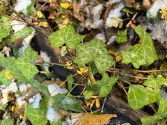 Hedera helix