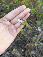 Symphoricarpos