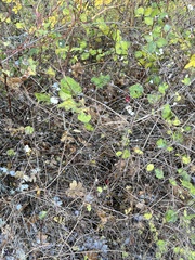 Symphoricarpos