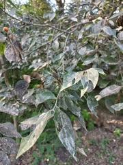 Celtis caudata