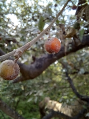 Celtis caudata