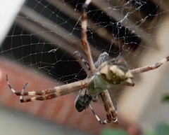 Argiope argentata