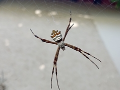 Argiope argentata
