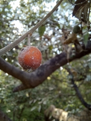 Celtis caudata